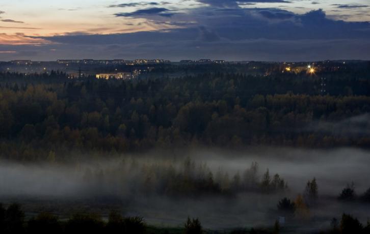Sumuinen metsämaisema hämärän aikaan.