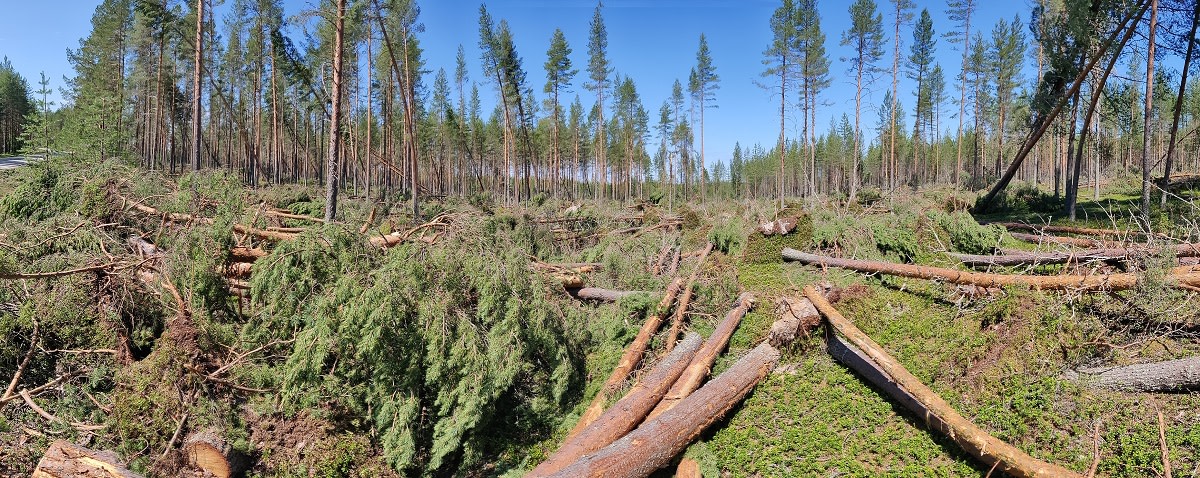 Suuria puita on kaatuneena suoraan kuvaajaa kohti. Osa männyistä vielä pystyssä.