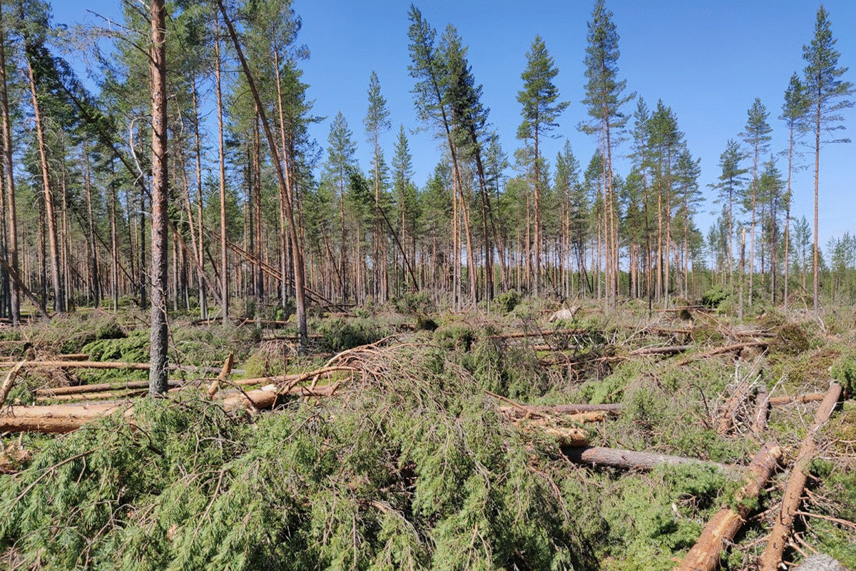 Myrskytuho metsässä, tulva maantiellä, kuiva halkeileva maaperä, tuomarin nuija ja vaakakupit