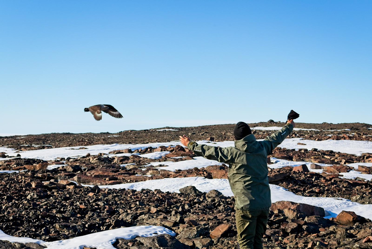 Etelämantereen kihu Aboan nunatakilla.
