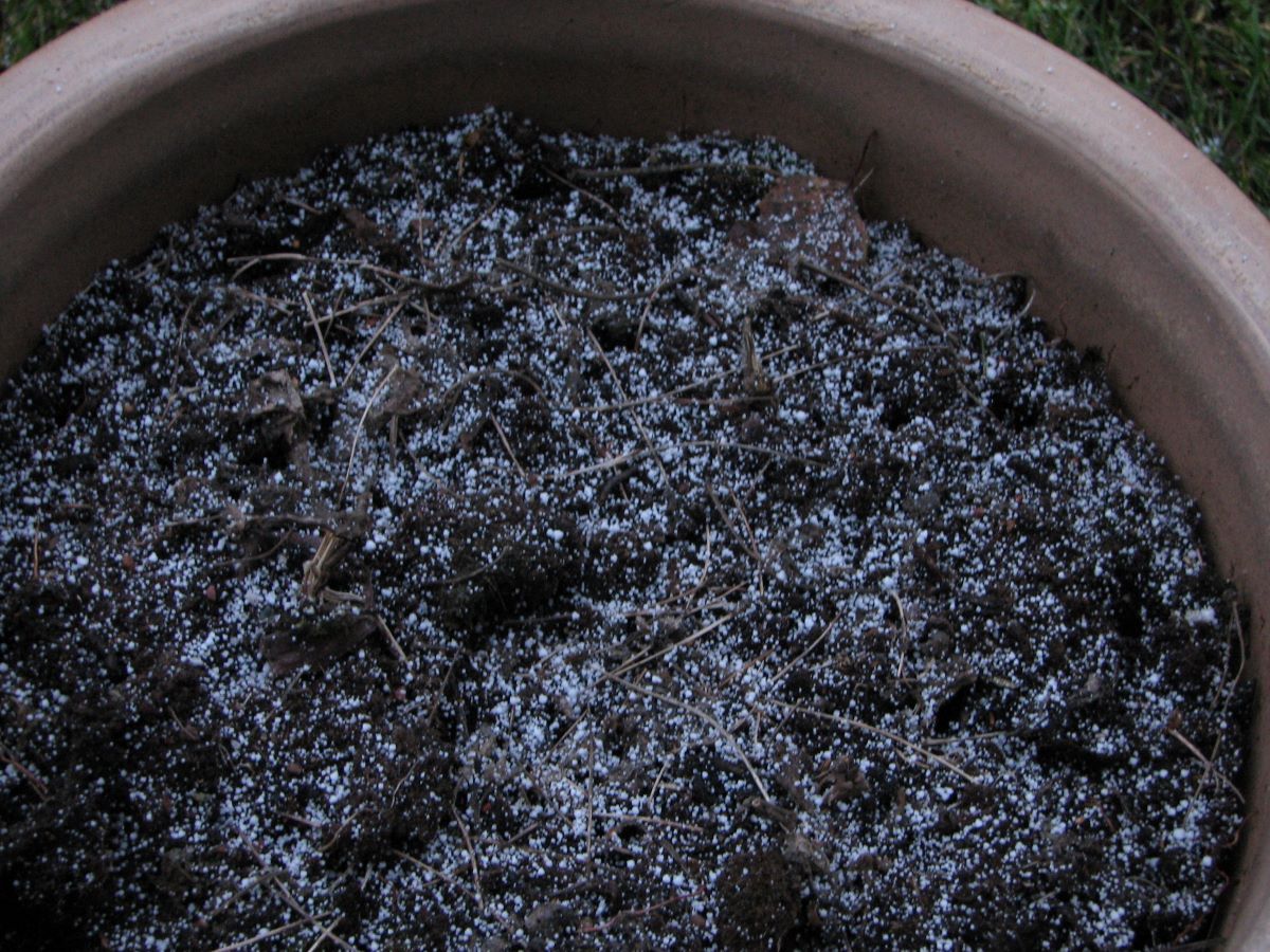 Kukkaruukun päällä mullassa pieniä lumijyväsiä.