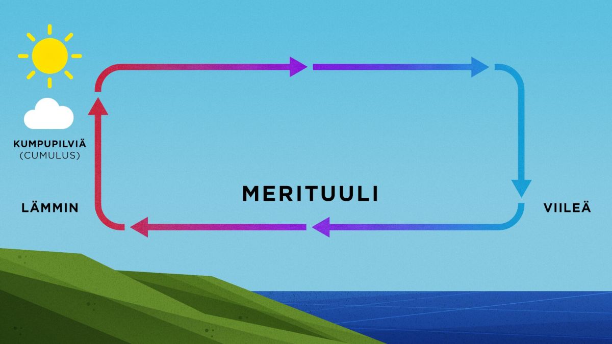 Merituulisolun rakenne, joka on selitetty tekstissä.