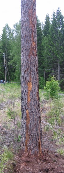 Puu, jossa on jälki salamaniskusta.