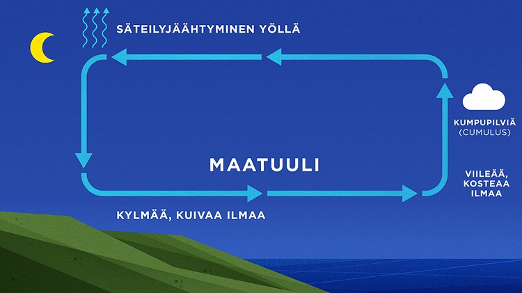 Maatuulisolun rakenne, joka on selitetty tekstissä.