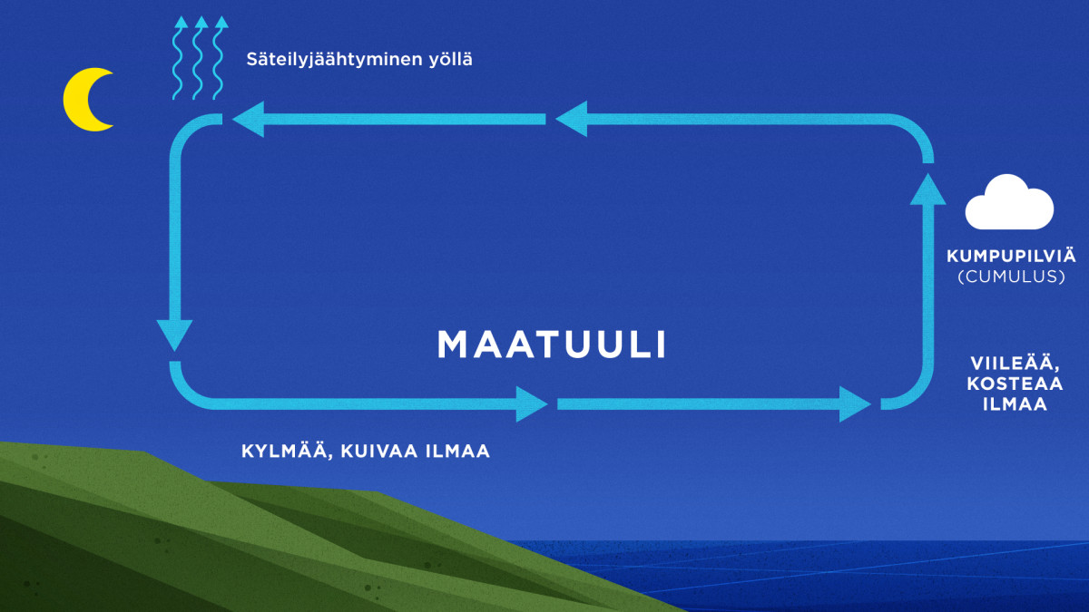 Maatuulisolun rakenne, joka on selitetty tekstissä.