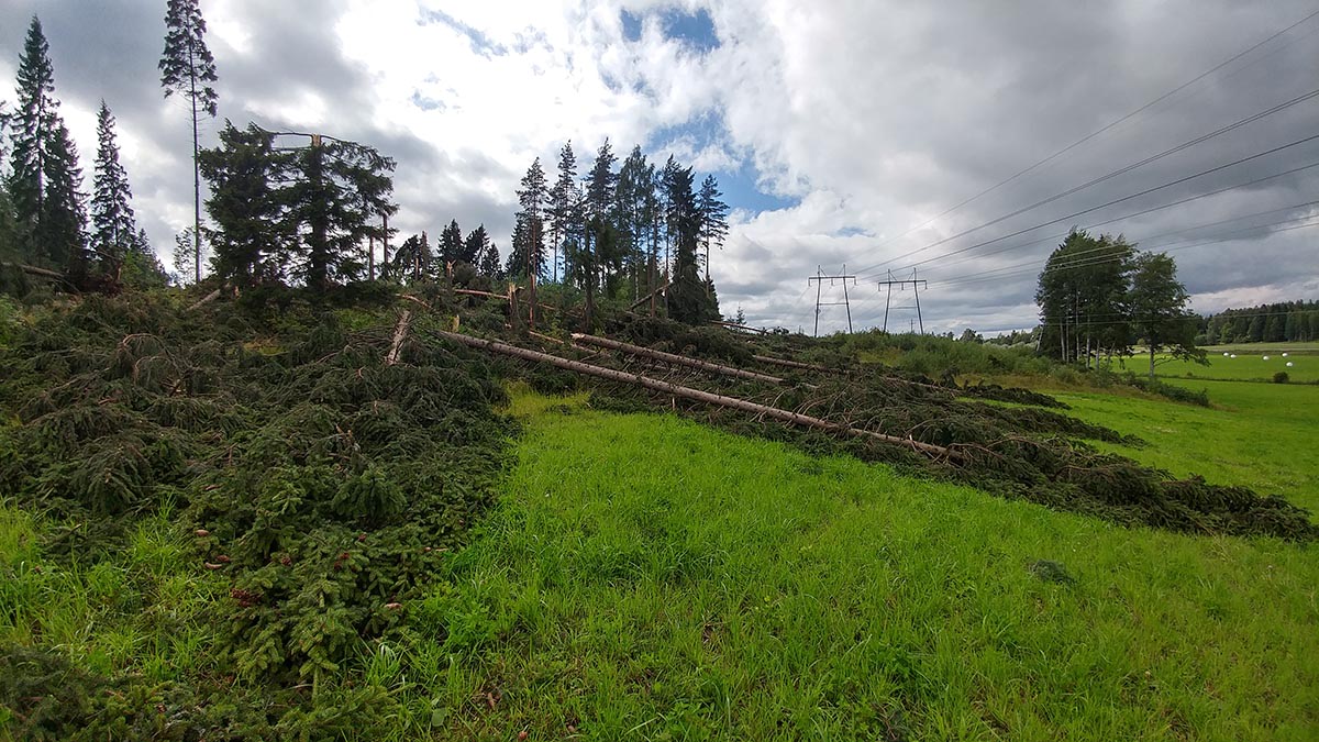 Korkeita kuusia katkennut kuin tulitikkuja pellolle syöksyvirtauksen takia.
