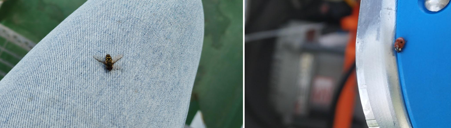 Pictures of insects spotted at Aranda.
