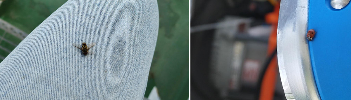 Pictures of insects spotted at Aranda.