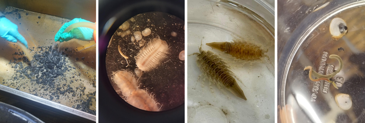 Process of identification of species found in sediment samples