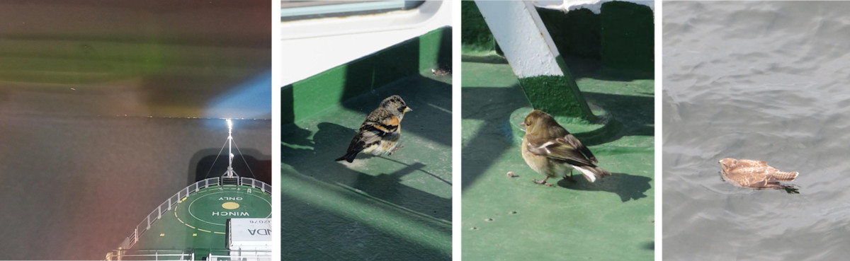 Pictures of northern lights and birds from Aranda