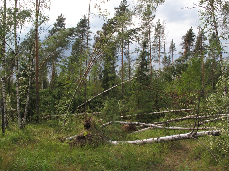 Koivuja kaatuneena metsässä joko kokonaan tai osittain.